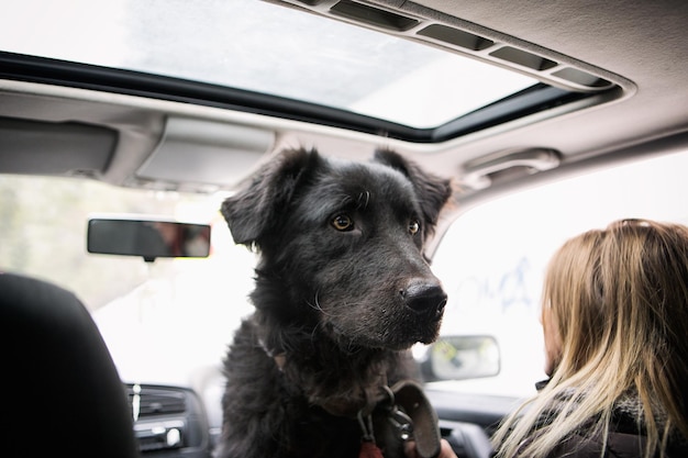 車の中の犬のクローズアップ