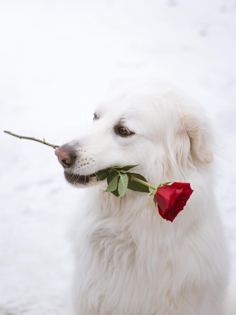 close-up of dog carrying rose in mouth sitting outdoors during winter