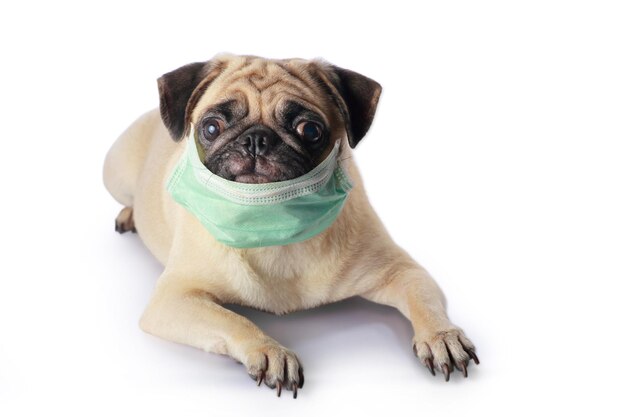 Photo close-up of a dog in the city wearing a face mask to protect herself from infection or air pollution