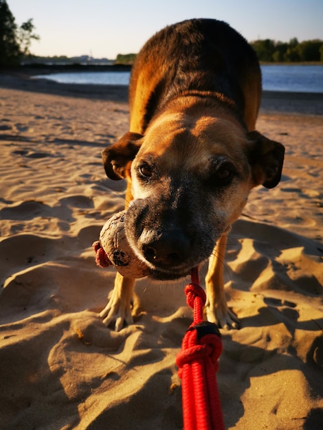 Foto close-up di un cane che beve acqua dalla spiaggia