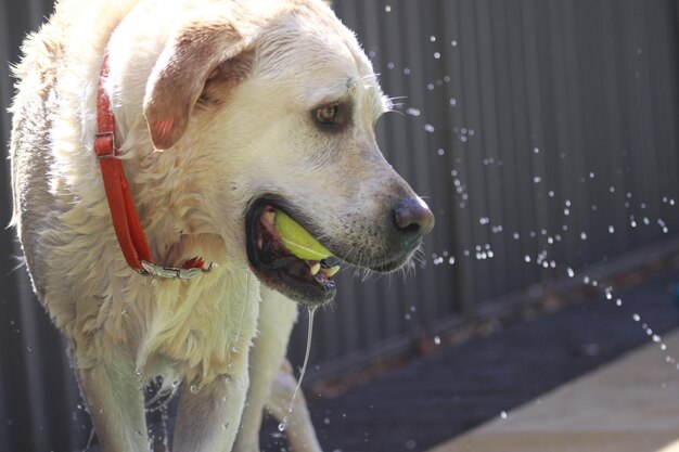 Photo close-up of dog drinking water