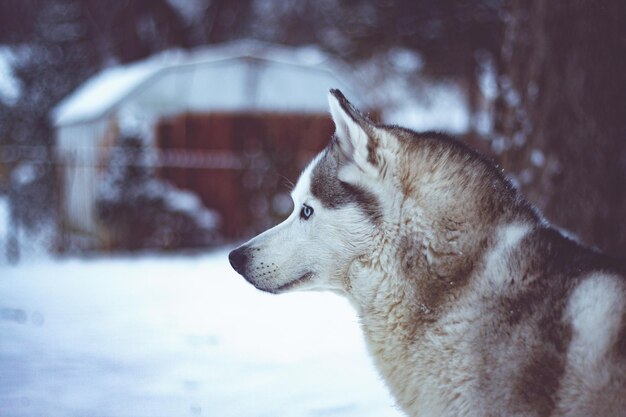 Foto prossimo piano di un cane in inverno