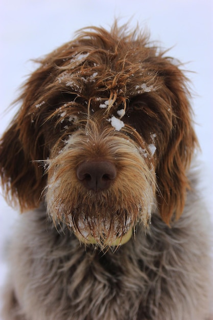 Foto prossimo piano di un cane in inverno