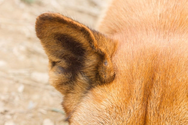 犬の耳のクローズアップ