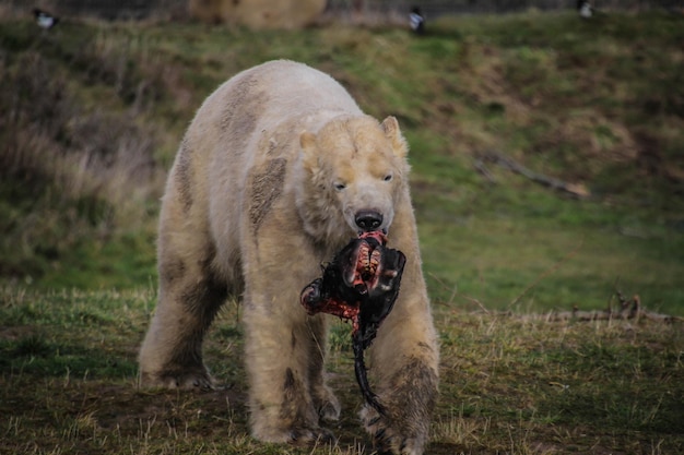 Photo close-up of dog eating grass on field