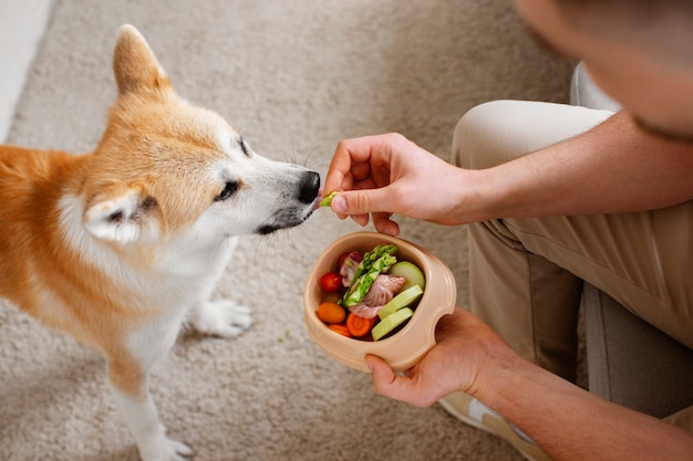 Close up on dog eating healthy food