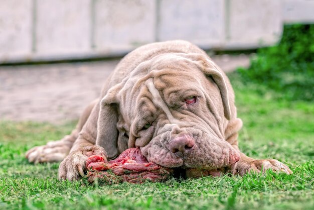 外で肉を食べている犬のクローズアップ