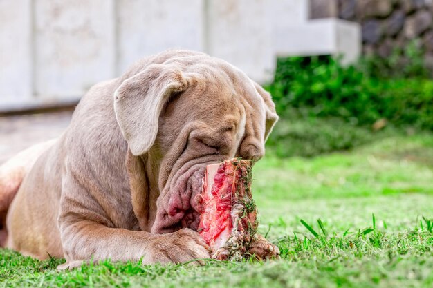 Foto close-up di un cane che mangia carne