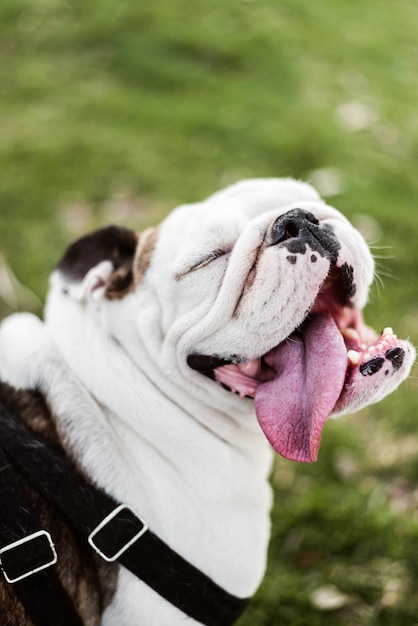 Photo close-up of a dog english bulldog