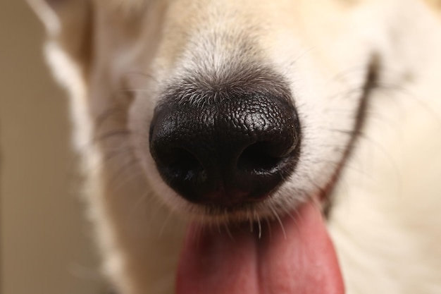 Photo close-up of dog eye