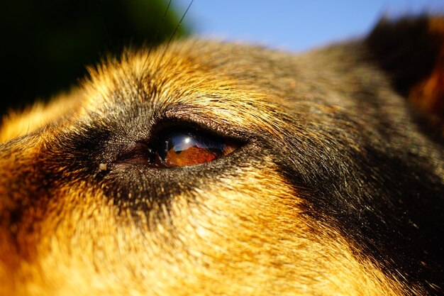 Close-up of dog eye