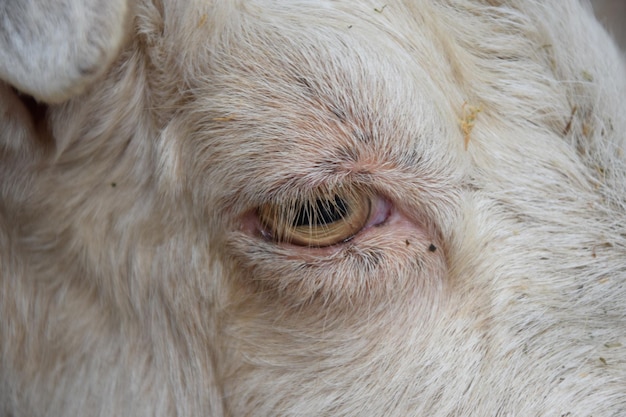 Foto prossimo piano dell'occhio del cane