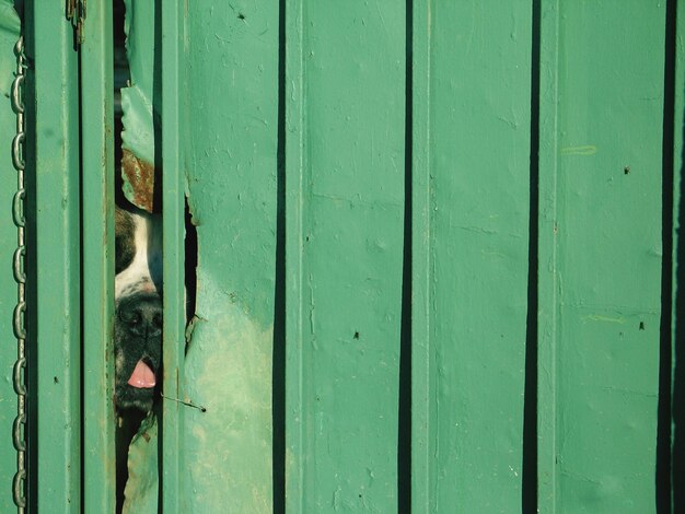 Foto close-up di un cane dietro la recinzione