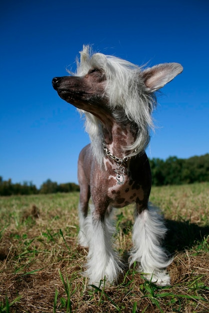 Close-up of dog on field against clear sky