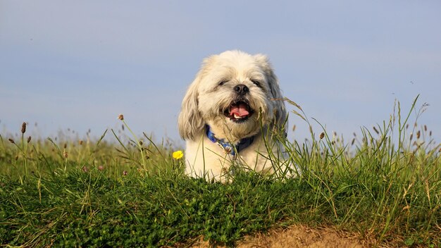 Close-up of dog on field against clear sky