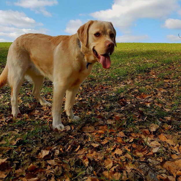 Foto close-up di un cane sul campo contro il cielo durante l'autunno