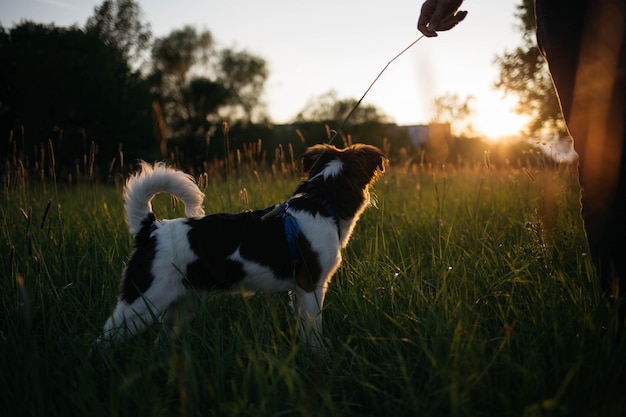 Foto close-up di un cane sul campo contro il cielo durante il tramonto