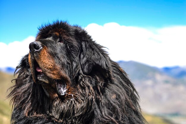 Photo close-up of dog on field against sky