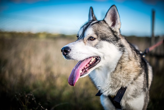 天空を背景にフィールド上の犬のクローズアップ