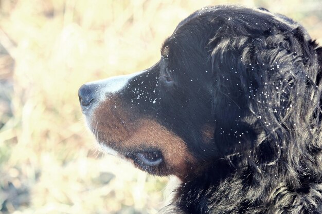 Close-up of dog on field during winter