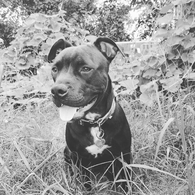 Photo close-up of dog on field