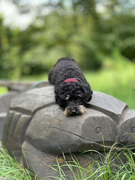 Photo close-up of a dog on field