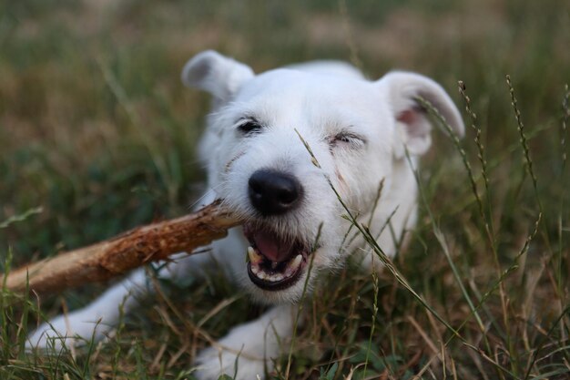 Foto close-up di un cane sul campo