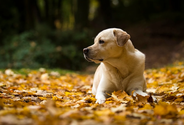 Close-up of dog on field