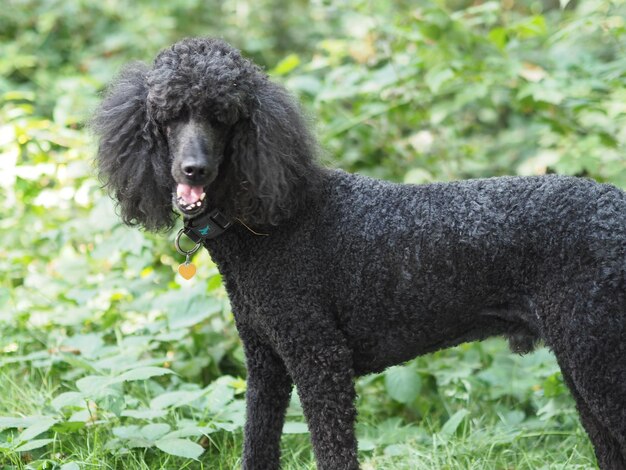 Close-up of a dog on field