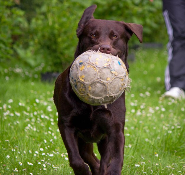 Photo close-up of a dog on field