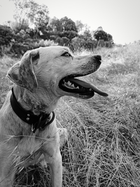 Close-up of dog on field