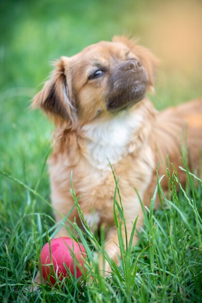 Close-up of dog on field