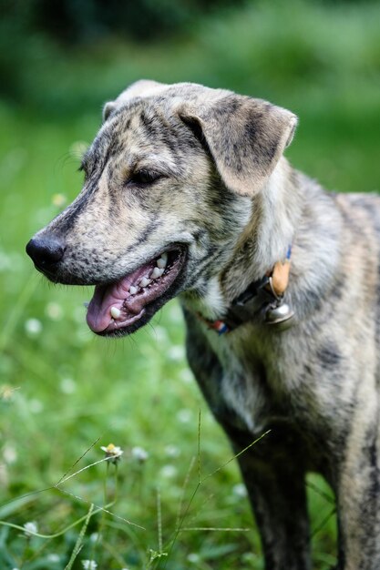 Photo close-up of a dog on field