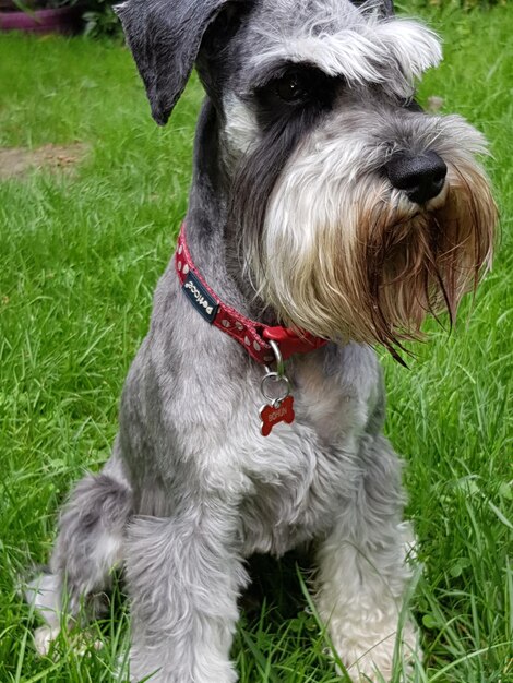 Foto close-up di un cane sul campo