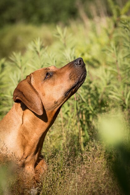 Close-up of dog on field