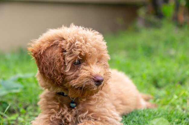 Close-up of a dog on field