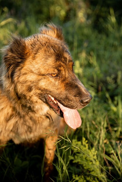 Photo close-up of a dog on field