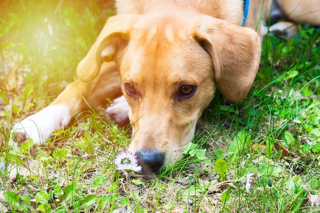 Close-up of a dog on field