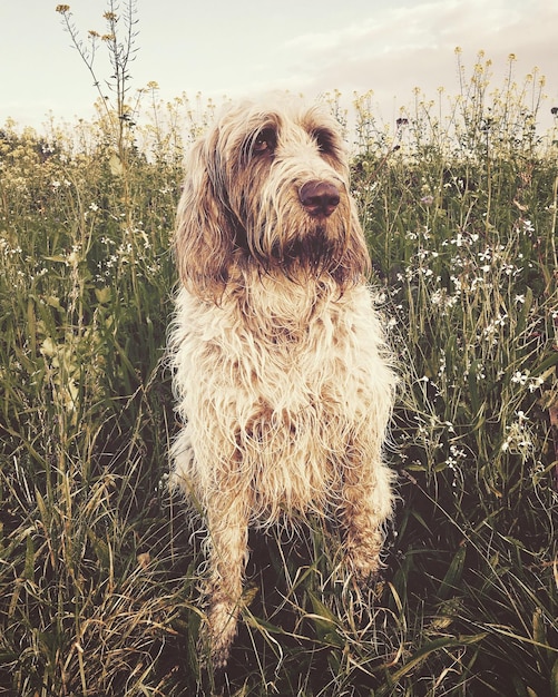 Foto close-up di un cane sul campo