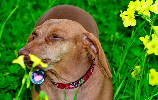 Foto close-up di un cane sul campo