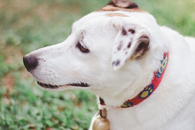 Close-up of dog on field