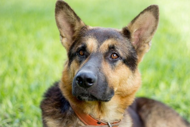 Photo close-up of dog on field