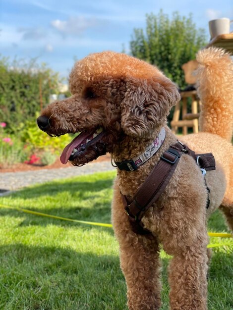 Close-up of a dog on field