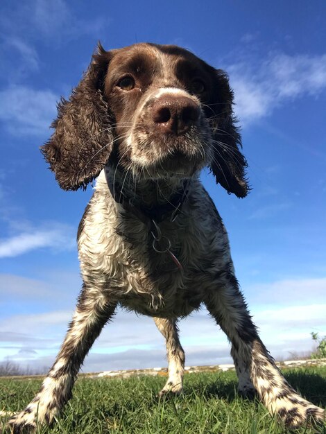 Foto close-up di un cane sul campo