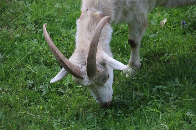 Close-up of dog on field