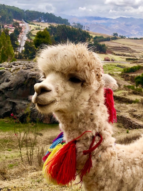 Photo close-up of a dog on field