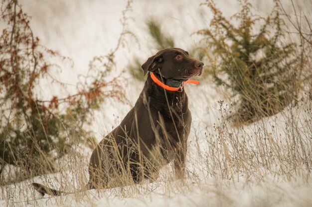 Foto close-up di un cane sul campo