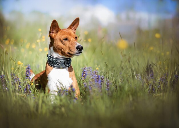 Photo close-up of a dog on field