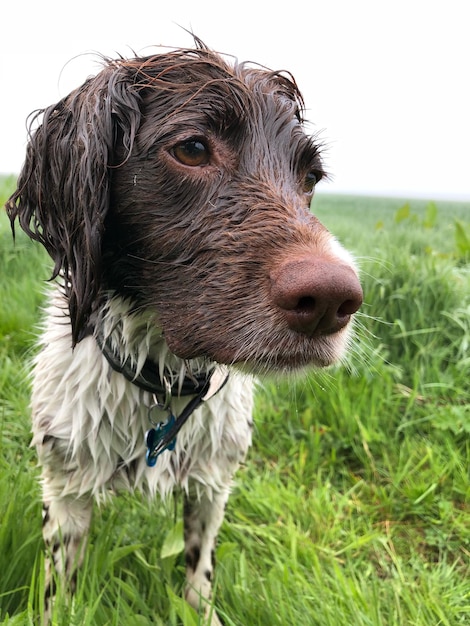 Photo close-up of dog on field