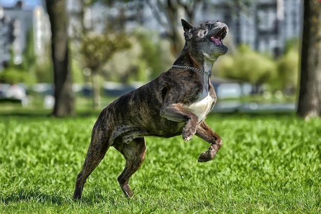 Close-up of a dog on field